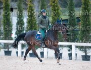 Belinda FZ Tosc Tour2013- S5 1937 : Arezzo, Belinda FZ, Cavalli d'Italia, Toscana Tour 2013, foto di Stefano Secchi ©